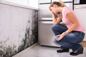 Trusted Crystal City, TX Mold Removal Services Experts